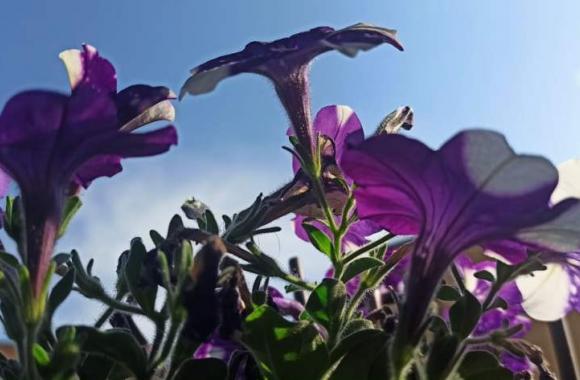 Servisne ljubicasto cvijece