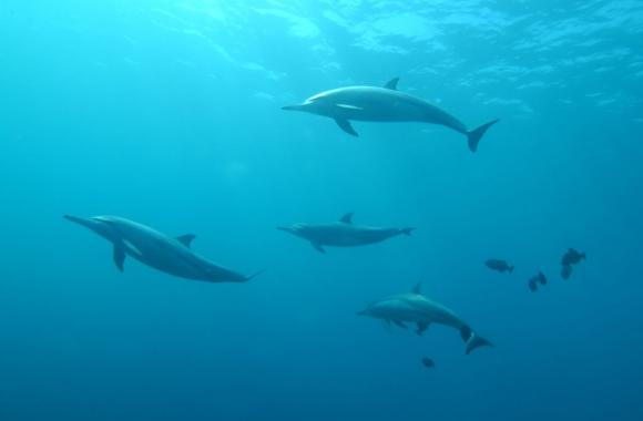 Delfini b.s