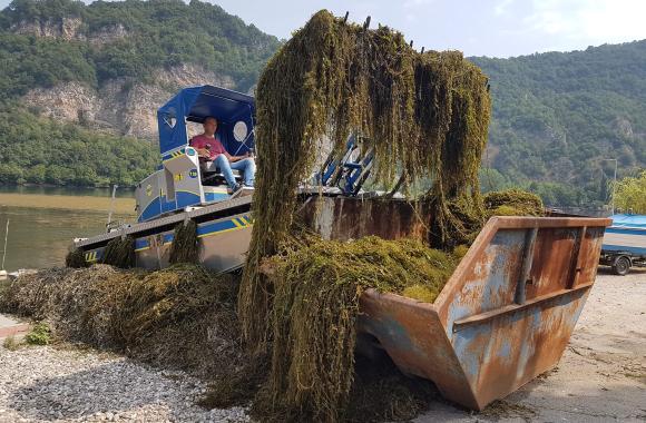 jezero trava