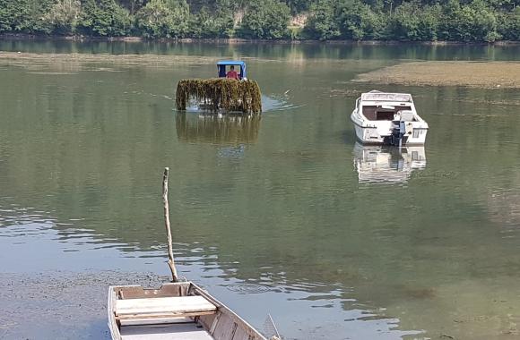 jezero trava