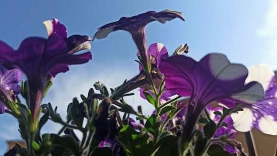 Servisne ljubicasto cvijece