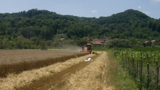 Poljoprivreda 